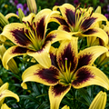 2 Bulbi de Crini - Lilium Pieton