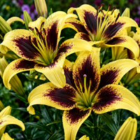 2 Bulbi de Crini - Lilium Pieton