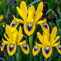 5 Bulbi de Iris Hollandica "Yellow Emperor"
