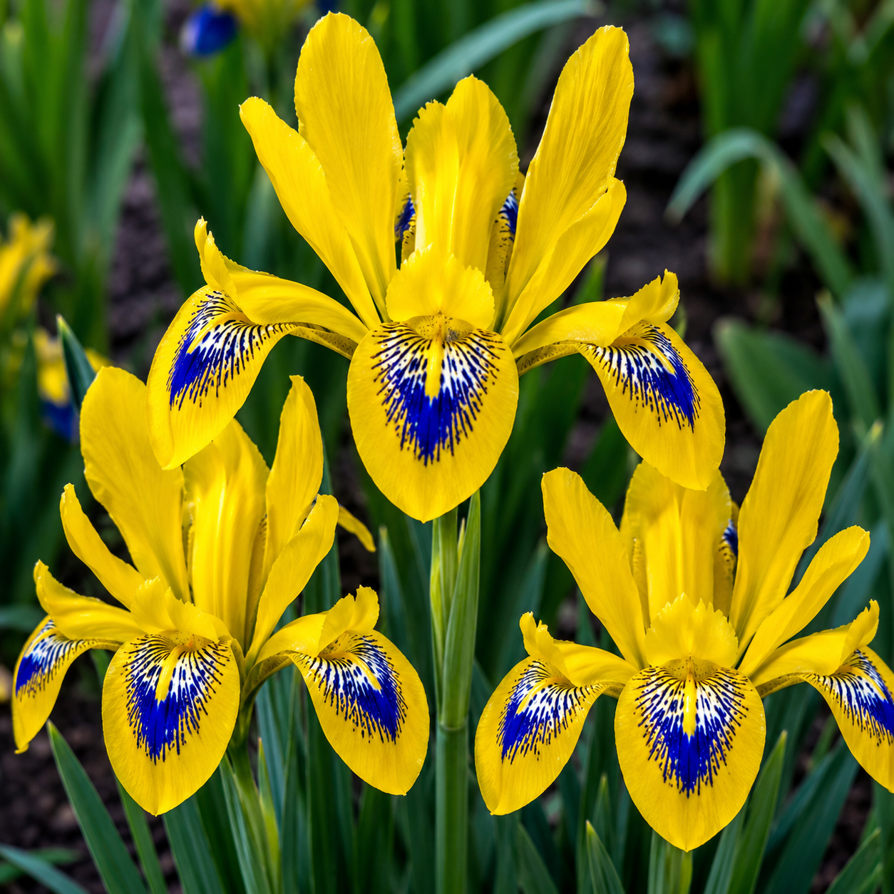 5 Bulbi de Iris Hollandica "Yellow Emperor"