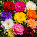 10 Bulbi Frezii – Pachet Freesia Mixt