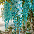 Glicină Wisteria "Shiro Turquoise"