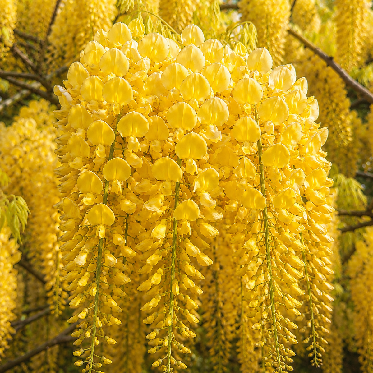 Glicină Wisteria Galbenă