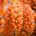 Glicină Wisteria "Kasai"
