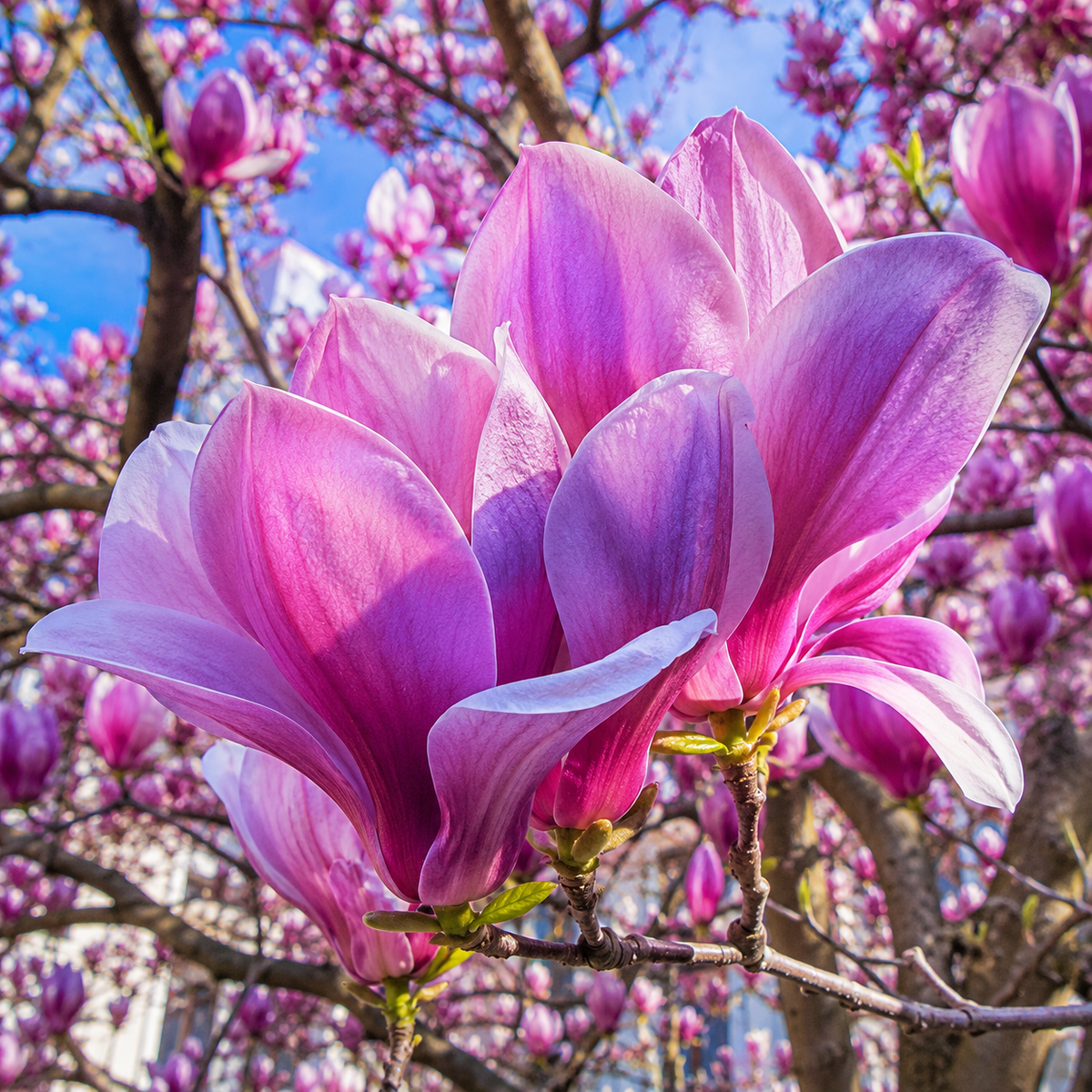Magnolia "Old Port" la Ghiveci