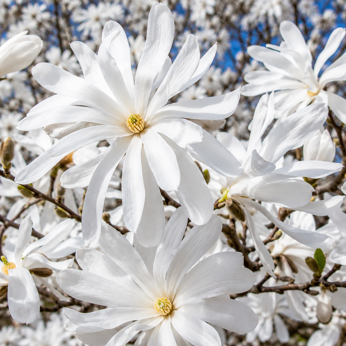 Magnolia "Stellata" la Ghiveci