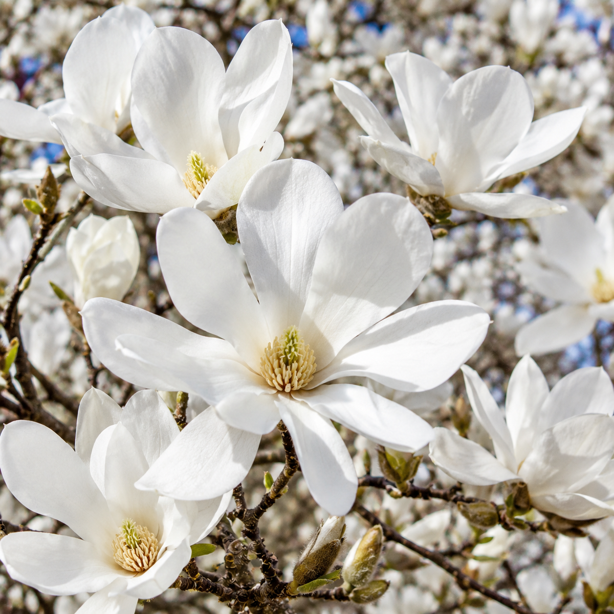 Magnolia ”Kobus” la Ghiveci