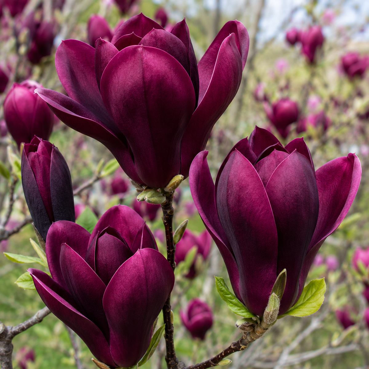 Magnolia "Black Tulip" la Ghiveci