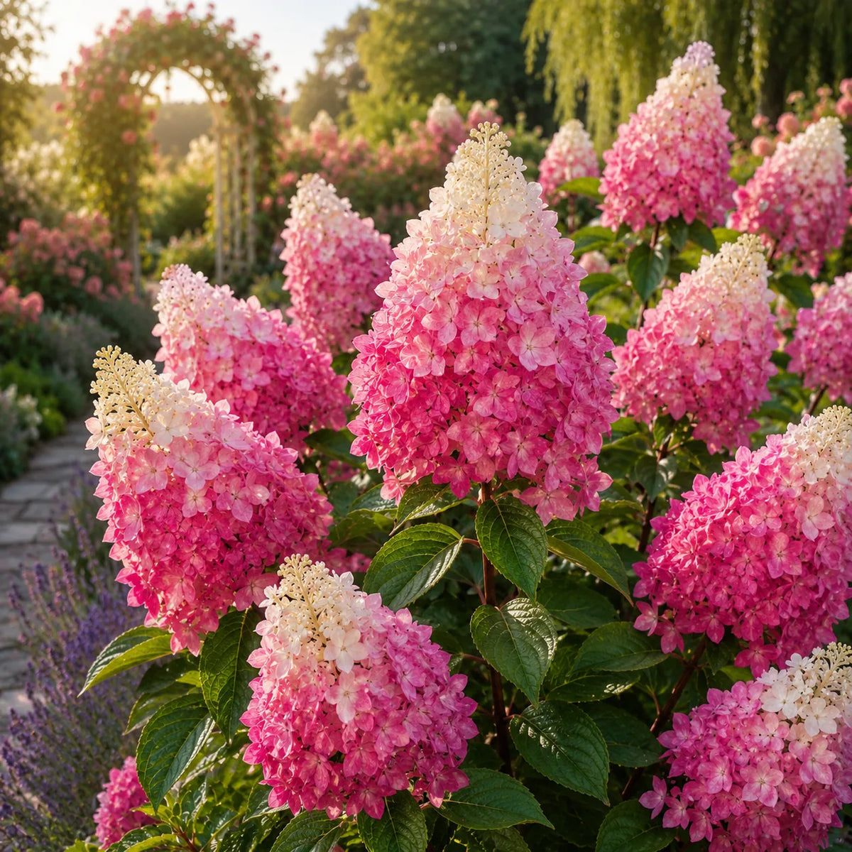Hortensia Paniculata Pink Lady