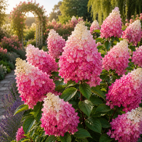 Hortensia Paniculata Pink Lady