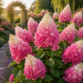 Hortensia Paniculata ”Pink Lady”