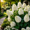 Hortensia Paniculata ”Silver Dollar”