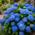 Hortensia Macrophylla ”Hydrangea Blue”
