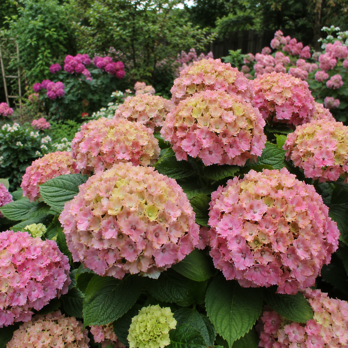 Hortensia Macrophylla "Pastel"