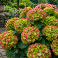 Hortensia Macrophylla "Green and Orange"