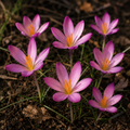 5 Bulbi de Brândușe "Crocus Roseus"