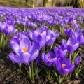 5 Bulbi Brândușe "Crocus Grand Maitre"