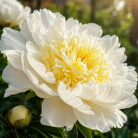 Bulbi Bujori - Paeonia Jan v. Leeuwen