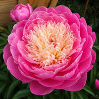 Bulbi Bujori - Paeonia Bowl of Beauty