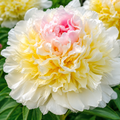 Bulbi Bujori - Paeonia Top Brass