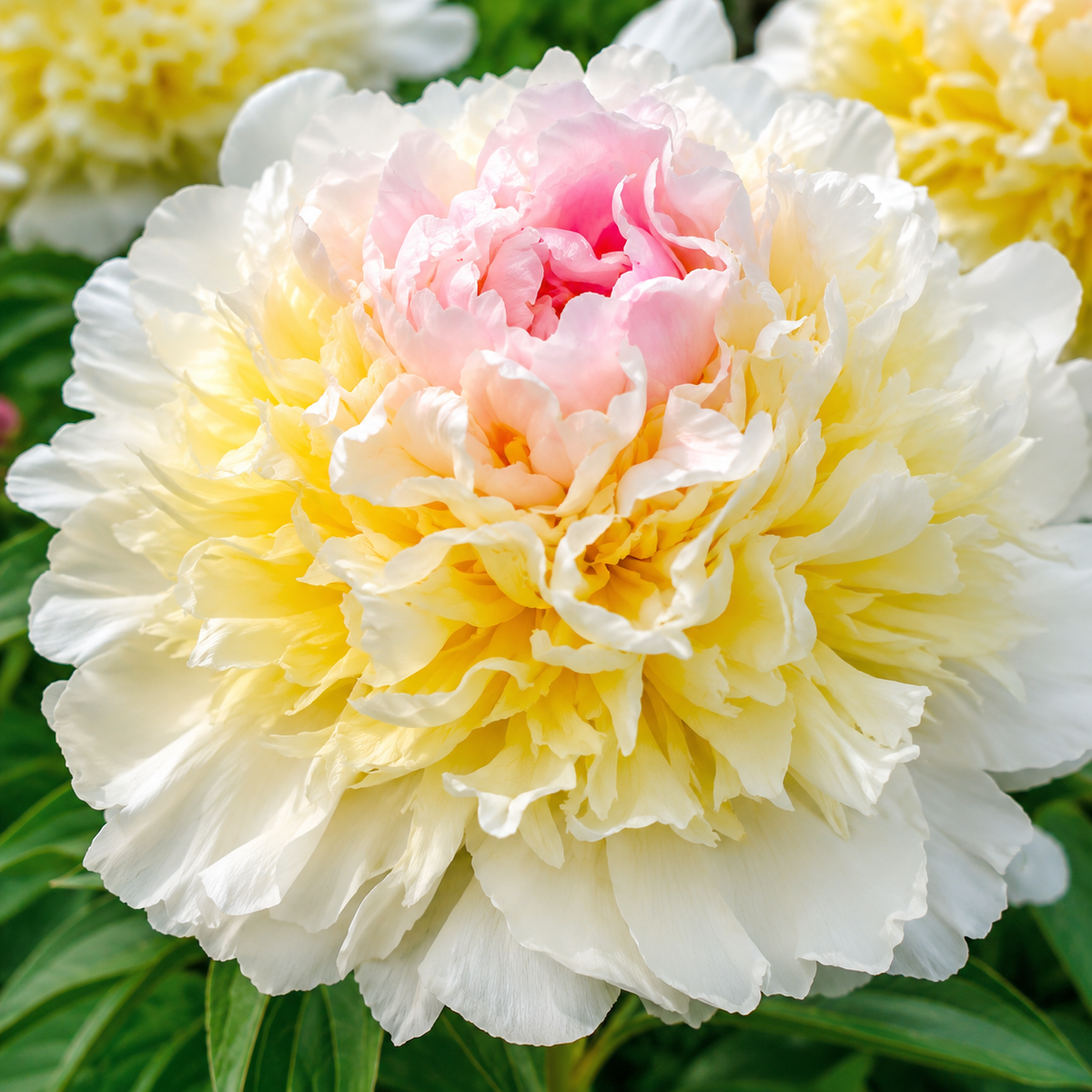 Bulbi Bujori - Paeonia Top Brass