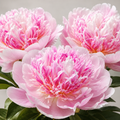 Bulbi Bujori - Paeonia Do Tell