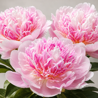 Bulbi Bujori - Paeonia Do Tell
