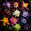 Pachet Premium 10 Bulbi de Căldărușe Aquilegia