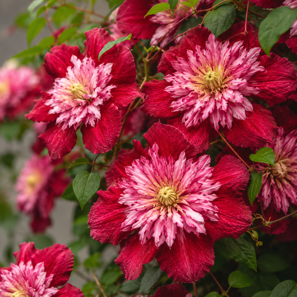 Clematis "Delicate Embroider" la Ghiveci