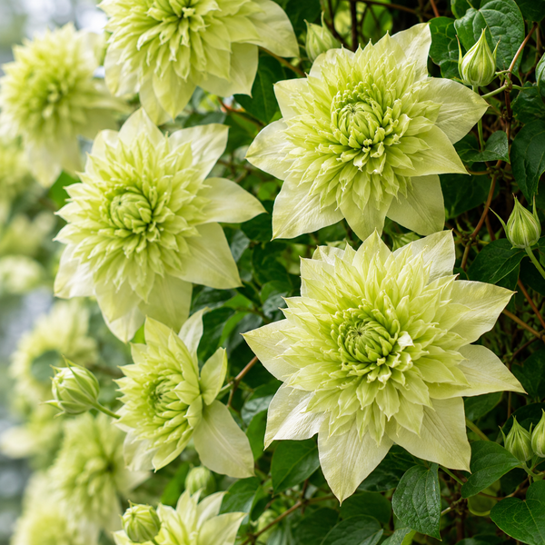 Clematis "Sweet Sage" la Ghiveci
