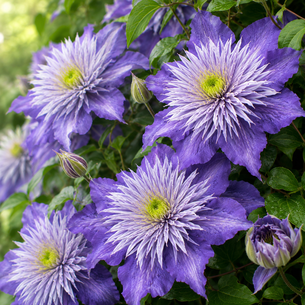 Clematis "Crystal Fountain" la Ghiveci