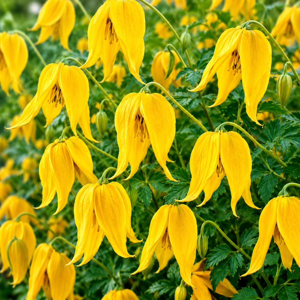 Clematis "Tangutica" la Ghiveci