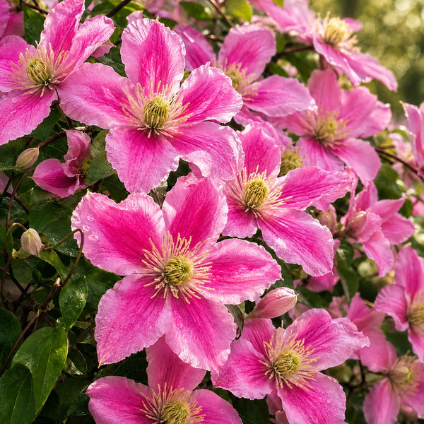 Clematis Montana la Ghiveci