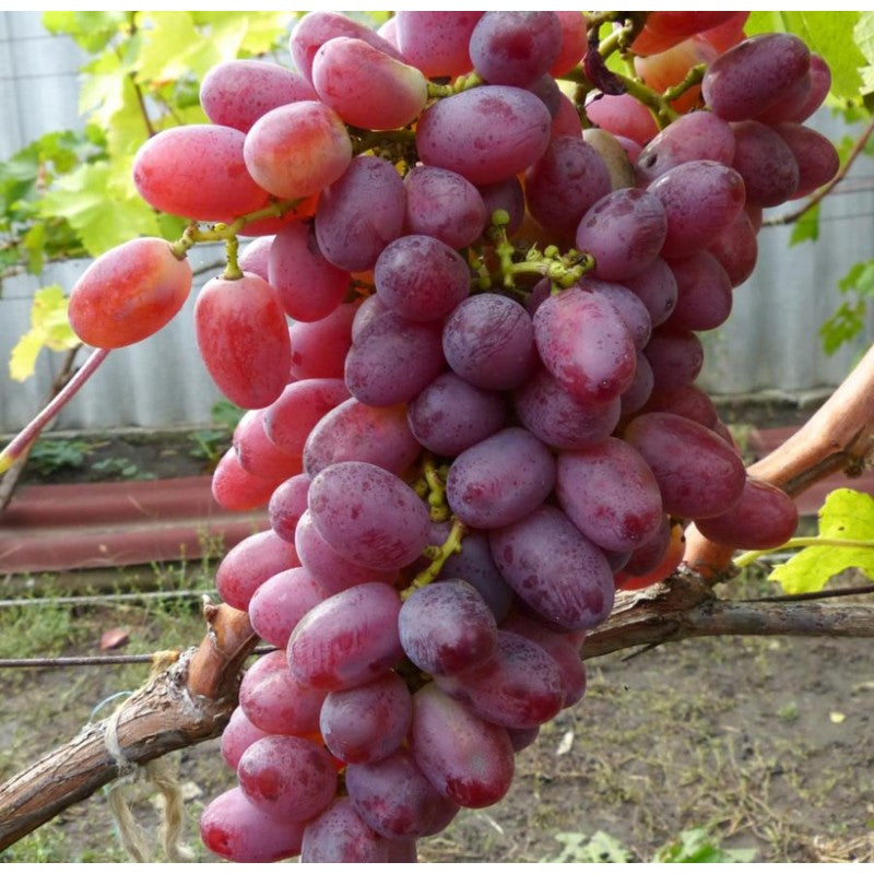 Viță de vie Crimson Seedless cu struguri roșii apireni, productivitate ridicată