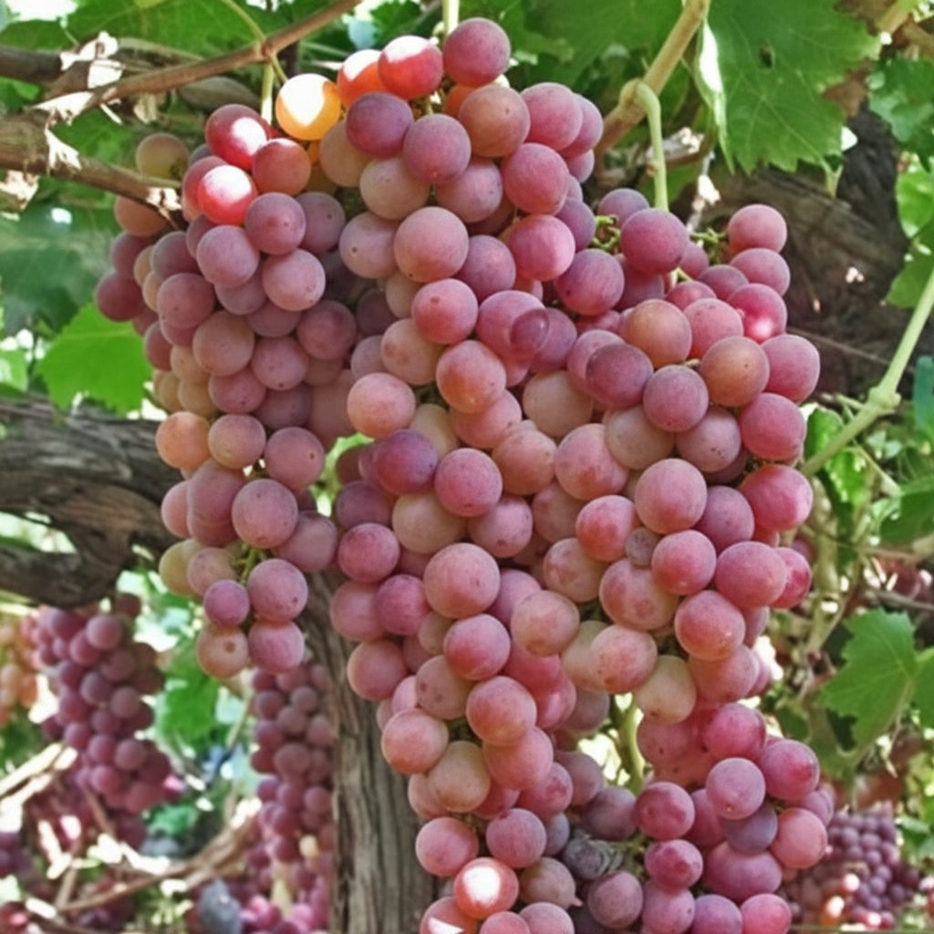 Struguri Flame Seedless fără sâmburi, dulci și crocanți pe vie