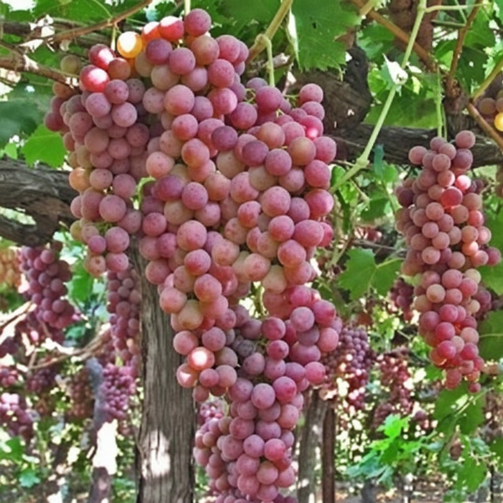 Vita de vie Flame Seedless cu ciorchini mari și suculenți, perfectă pentru grădină