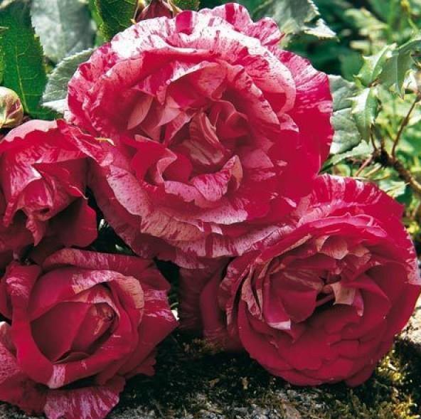 Trandafir Henry Matisse cu flori roșii intens, petale catifelate