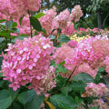 Hortensia Paniculata Phantom cu flori mari roz-pal în panicule, arbust ornamental în grădină