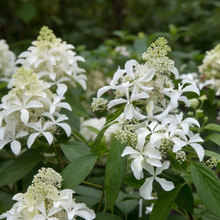Hortensia Paniculata Silver Dollar cu flori albe în formă de stea, inflorescențe delicate și frunze verzi