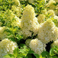 Hortensia Paniculata galbenă cu flori mari în formă de con, în nuanțe crem-galben vanilie, în