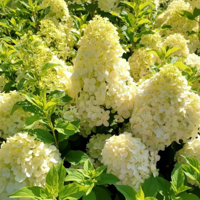 Hortensia Paniculata galbenă cu flori mari în formă de con, în nuanțe crem-galben vanilie, în