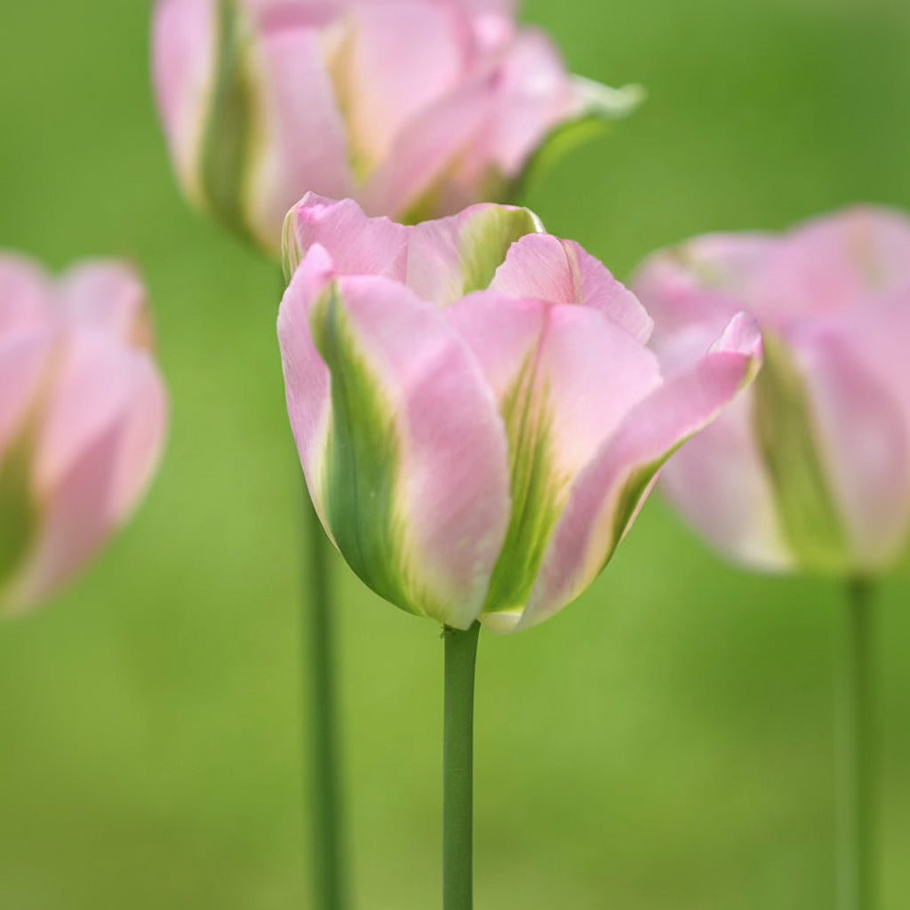 „Bulbi de lalele „Groenland” – Lalele perene cu petale de un mov vibrant, ideale pentru a înfrumuseța orice grădină primăvăratică.”