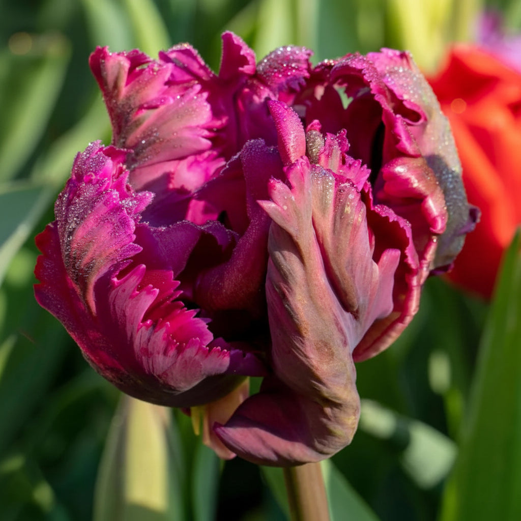 „Lalele „Negrita Parrot” cu petale franjurate de un mov închis vibrant – o alegere elegantă pentru grădini de primăvară sofisticate și buchete florale unice.”