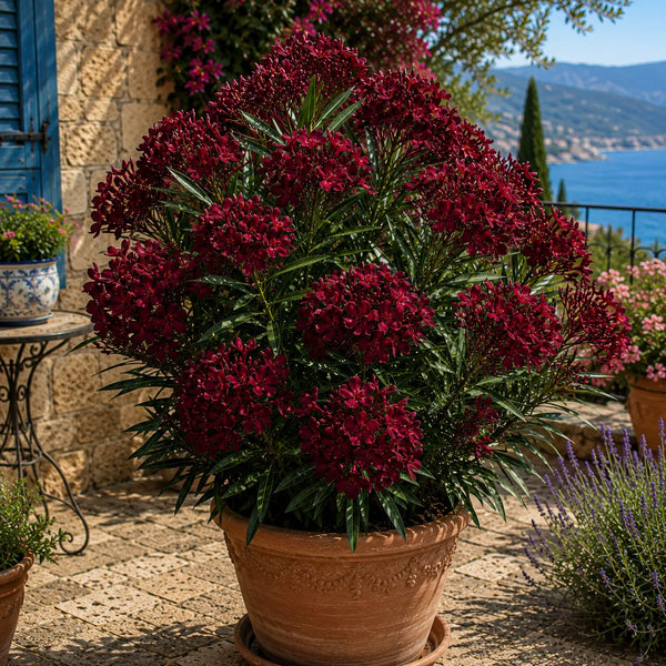  Leandru Burgundy Royale 
