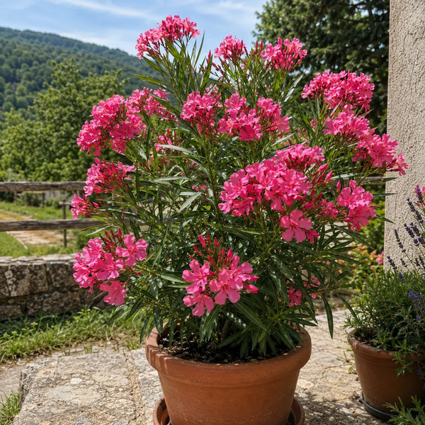 Leandru Crimson Bloom 