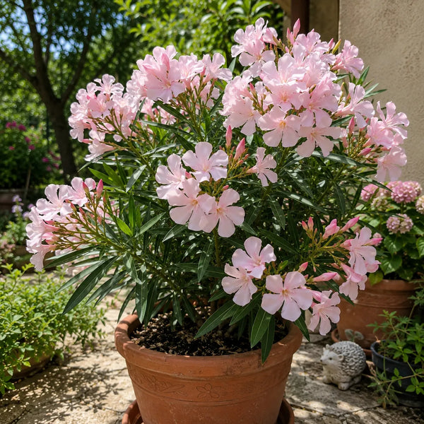 Leandru Rosé Elegance