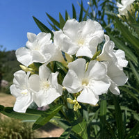 Leandru White Pearl