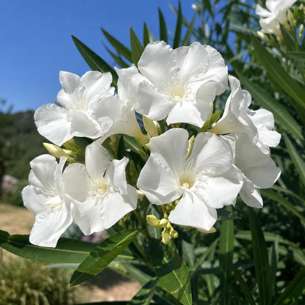 Leandru White Pearl