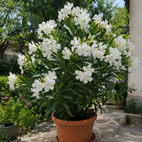 Leandru White Pearl 1 buc