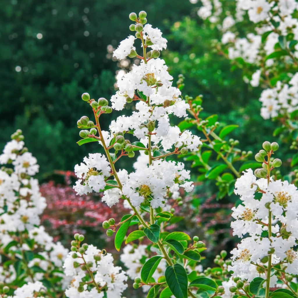 Liliac Indian Alb (Lagerstroemia indica) cu flori albe în ciorchini și frunze verzi decorative